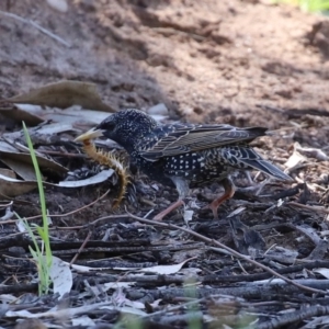 Sturnus vulgaris at Monash, ACT - 4 Oct 2020