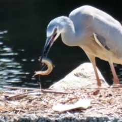 Misgurnus anguillicaudatus at Monash, ACT - 4 Oct 2020