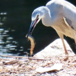 Misgurnus anguillicaudatus at Monash, ACT - 4 Oct 2020