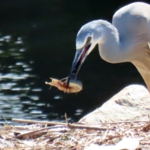 Misgurnus anguillicaudatus at Monash, ACT - 4 Oct 2020