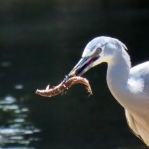 Misgurnus anguillicaudatus at Monash, ACT - 4 Oct 2020