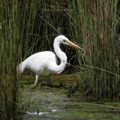 Ardea alba (Great Egret) at Monash, ACT - 4 Oct 2020 by RodDeb