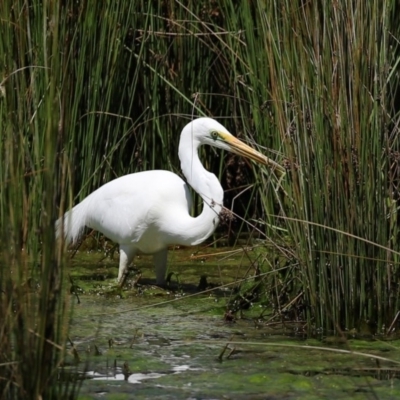 Ardea alba (Great Egret) at Isabella Pond - 4 Oct 2020 by RodDeb