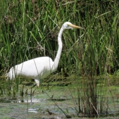 Ardea alba at Monash, ACT - 4 Oct 2020 12:44 PM