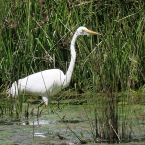 Ardea alba at Monash, ACT - 4 Oct 2020