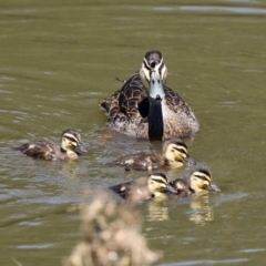 Anas superciliosa (Pacific Black Duck) at Monash, ACT - 4 Oct 2020 by RodDeb