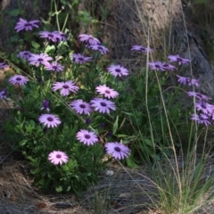 Dimorphotheca ecklonis (African Daisy) at Tuggeranong Creek to Monash Grassland - 4 Oct 2020 by RodDeb