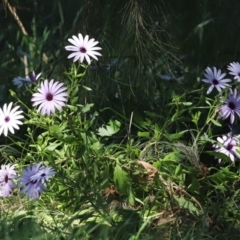 Dimorphotheca ecklonis at Monash, ACT - 4 Oct 2020