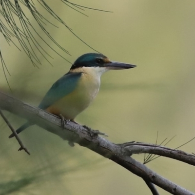 Todiramphus sanctus (Sacred Kingfisher) at Isabella Pond - 4 Oct 2020 by RodDeb