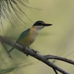 Todiramphus sanctus at Monash, ACT - 4 Oct 2020