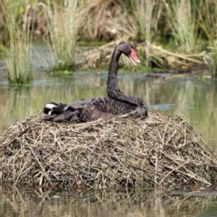 Cygnus atratus (Black Swan) at Tuggeranong Creek to Monash Grassland - 4 Oct 2020 by RodDeb