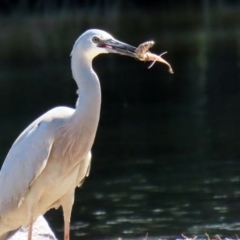 Egretta novaehollandiae (White-faced Heron) at Isabella Pond - 4 Oct 2020 by RodDeb