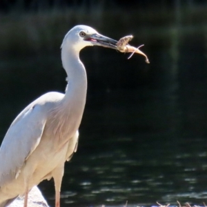 Egretta novaehollandiae at Monash, ACT - 4 Oct 2020