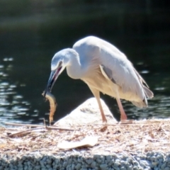 Egretta novaehollandiae at Monash, ACT - 4 Oct 2020