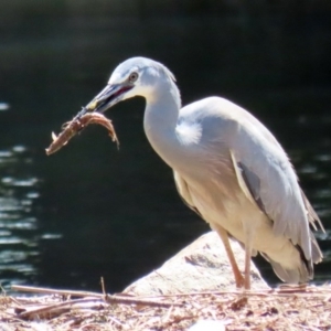 Egretta novaehollandiae at Monash, ACT - 4 Oct 2020 02:21 PM