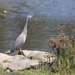 Egretta novaehollandiae at Monash, ACT - 4 Oct 2020 02:21 PM