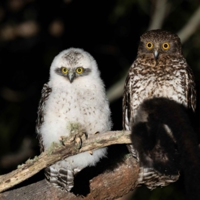 Ninox strenua (Powerful Owl) at Namadgi National Park - 3 Oct 2020 by TyrieStarrs