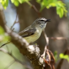 Acanthiza chrysorrhoa (Yellow-rumped Thornbill) at Monash, ACT - 4 Oct 2020 by RodDeb