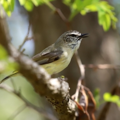 Acanthiza chrysorrhoa (Yellow-rumped Thornbill) at Tuggeranong Creek to Monash Grassland - 4 Oct 2020 by RodDeb