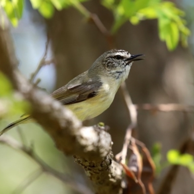 Acanthiza chrysorrhoa (Yellow-rumped Thornbill) at Isabella Pond - 4 Oct 2020 by RodDeb