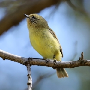 Acanthiza nana at Monash, ACT - 4 Oct 2020