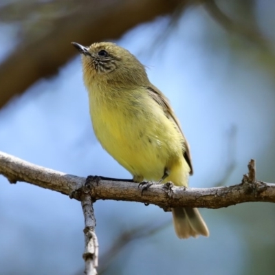 Acanthiza nana (Yellow Thornbill) at Tuggeranong Creek to Monash Grassland - 4 Oct 2020 by RodDeb