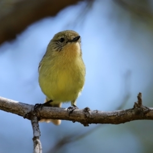 Acanthiza nana at Monash, ACT - 4 Oct 2020