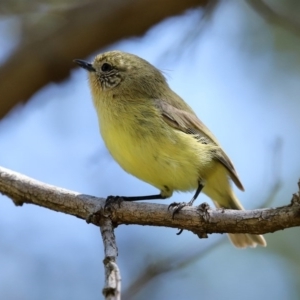 Acanthiza nana at Monash, ACT - 4 Oct 2020