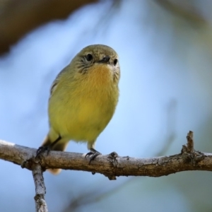 Acanthiza nana at Monash, ACT - 4 Oct 2020