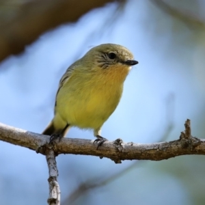 Acanthiza nana at Monash, ACT - 4 Oct 2020