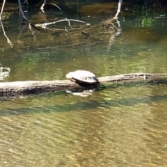 Chelodina longicollis (Eastern Long-necked Turtle) at Booth, ACT - 5 Oct 2020 by KMcCue