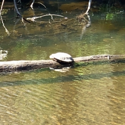 Chelodina longicollis (Eastern Long-necked Turtle) at Booth, ACT - 5 Oct 2020 by KMcCue