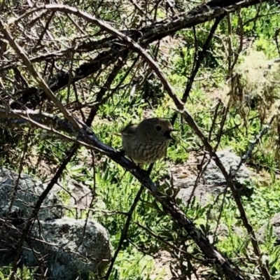 Acanthiza pusilla (Brown Thornbill) at Namadgi National Park - 5 Oct 2020 by KMcCue