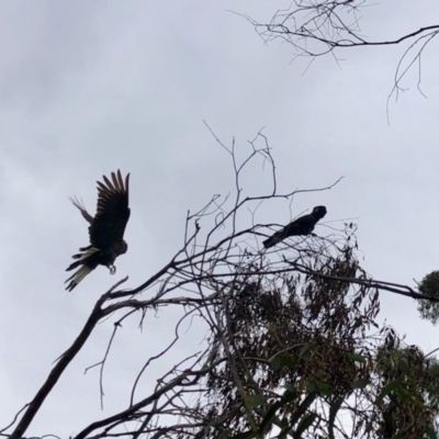 Zanda funerea (Yellow-tailed Black-Cockatoo) at Namadgi National Park - 5 Oct 2020 by KMcCue