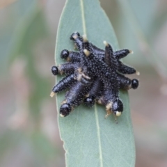 Perga sp. (genus) (Sawfly or Spitfire) at Bruce, ACT - 13 Sep 2020 by AlisonMilton