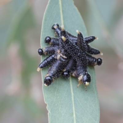 Perga sp. (genus) (Sawfly or Spitfire) at Black Mountain - 12 Sep 2020 by AlisonMilton