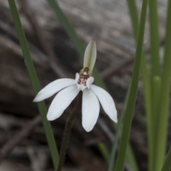 Caladenia fuscata (Dusky Fingers) at Bruce, ACT - 12 Sep 2020 by AlisonMilton