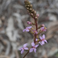 Stylidium graminifolium (grass triggerplant) at Downer, ACT - 13 Sep 2020 by AlisonMilton