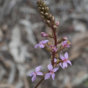 Stylidium graminifolium at Downer, ACT - 13 Sep 2020 09:57 AM