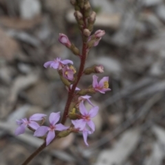 Stylidium graminifolium at Downer, ACT - 13 Sep 2020 09:57 AM