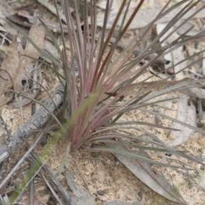 Stylidium graminifolium at Downer, ACT - 13 Sep 2020