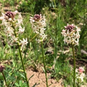 Stackhousia monogyna at Booth, ACT - 5 Oct 2020