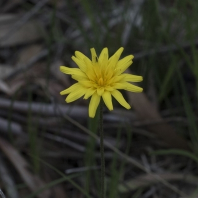 Microseris walteri (Yam Daisy, Murnong) at Black Mountain - 13 Sep 2020 by AlisonMilton