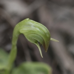 Pterostylis nutans (Nodding Greenhood) at Black Mountain - 13 Sep 2020 by AlisonMilton