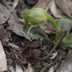 Pterostylis nutans at Downer, ACT - suppressed