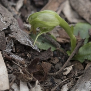 Pterostylis nutans at Downer, ACT - 13 Sep 2020