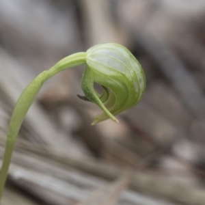 Pterostylis nutans at Downer, ACT - suppressed