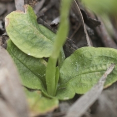 Pterostylis nutans at Downer, ACT - suppressed