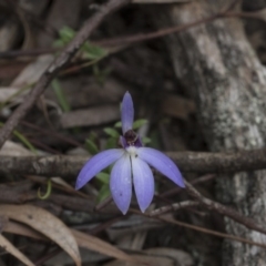 Cyanicula caerulea (Blue Fingers, Blue Fairies) at Black Mountain - 13 Sep 2020 by AlisonMilton