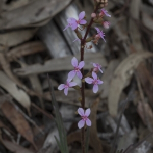 Stylidium graminifolium at Downer, ACT - 13 Sep 2020 11:02 AM